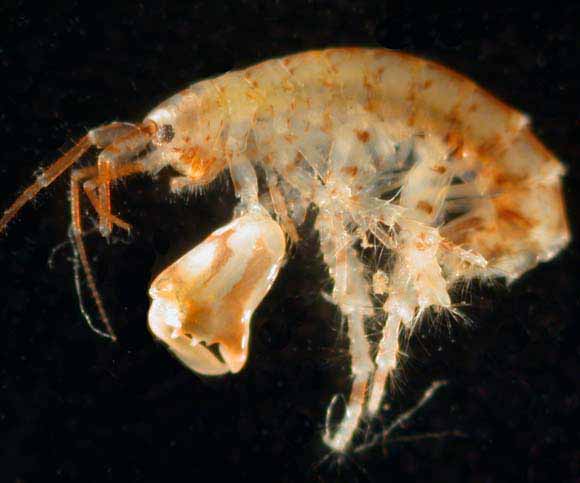 Dulichiella sp. (amphipod) from Capers Inlet, South Carolina