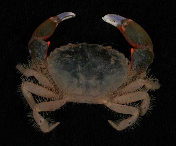 Eurytium limosum (broadback mud crab) from Ashley River, Charleston, SC