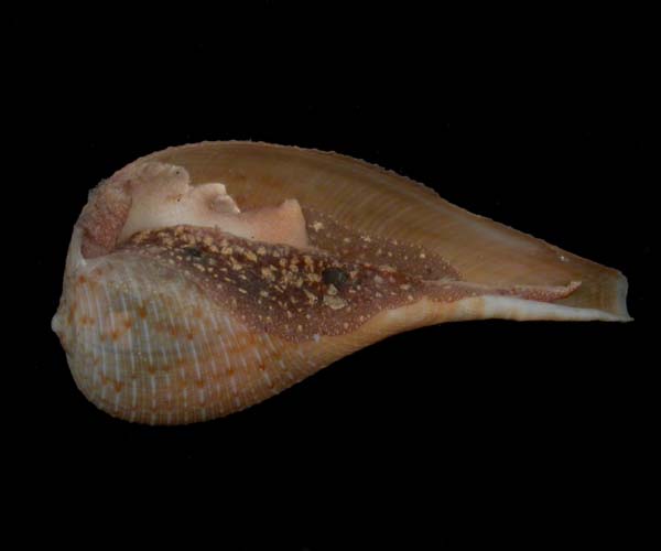 Ficus communis (Atlantic figsnail) from  off Edisto Island, South Carolina