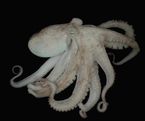Octopus from offshore Savannah, Georgia