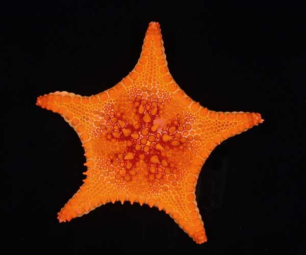 Goniaster tessellatus from off St. Helena Island, South Carolina