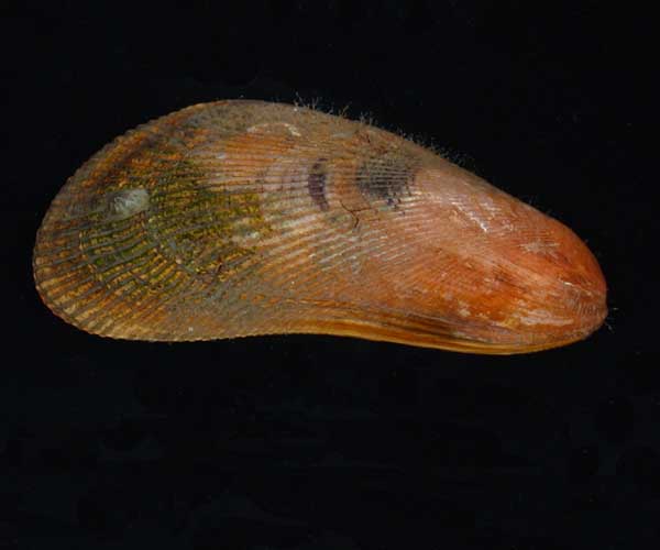 Geukensia demissa (ribbed mussel), intertidal oyster bed, Charleston Harbor, SC