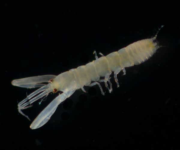 Hargeria rapax (tanaidacean) from Charleston Harbor oyster reef