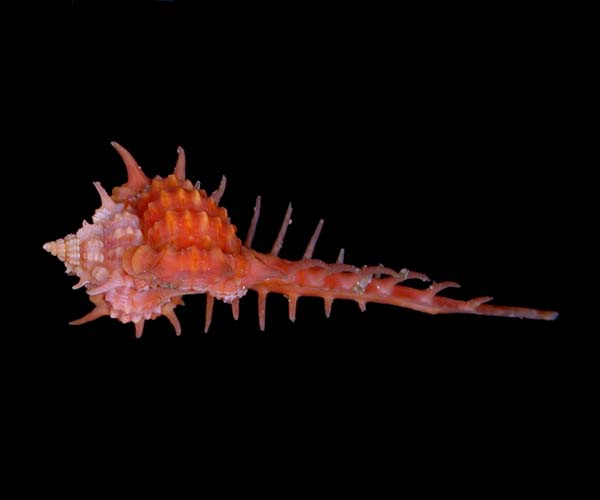 Haustellum cabritii (Cabrit's murex) from off St. Helena Island, SC