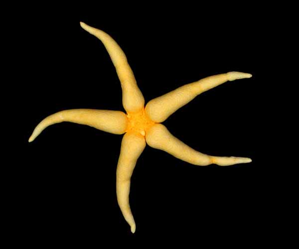 Henricia downeyae from Charleston Bump, 2003 Ocean Explorer Cruise