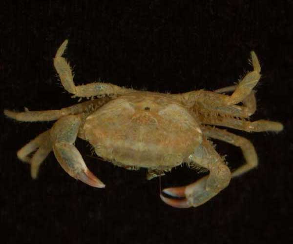 Hexapanopeus angustifrons (smooth mud crab) from Charleston Harbor oyster reef