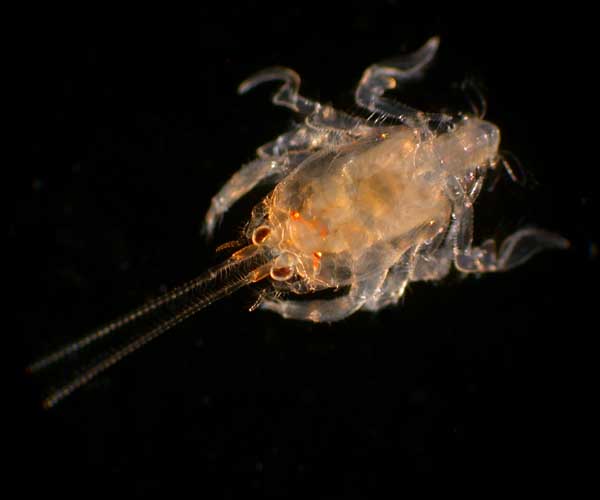 juvenile Albunea catharinae (mole crab) from off shore South Carolina 