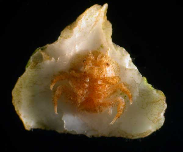 Juvenile Hypoconcha spinosissima (rough shellback crab) , offshore, SC