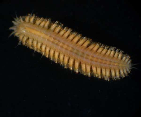 Lepidonotus sublevis (bristleworm) from Charleston Harbor oyster reef