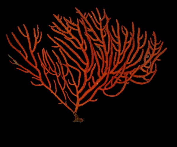 Leptogorgia hebes (regal sea fan) from off Hilton Head, SC