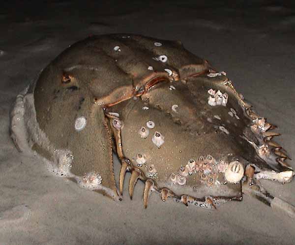 Limulus polyphemus (horseshoe crab) from Harbor Island, South Carolina (photo by Philip Jones)