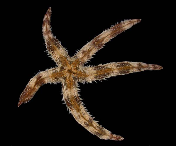 Luidia alternata (banded sea star) from off Ossbaw Island, Georgia