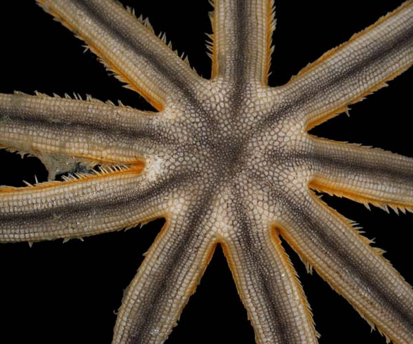 Luidia senegalensis from offshore Florida