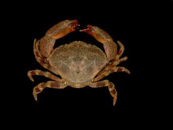 Menippe mercenaria (Florida stone crab) (photo by Pearse Webster)