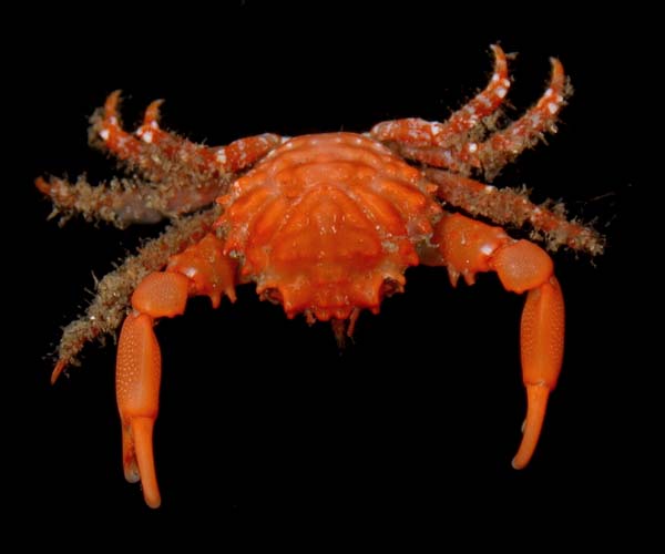 Mithraculus forceps (red-ridged clinging crab) from off North Inlet, Georgetown, SC