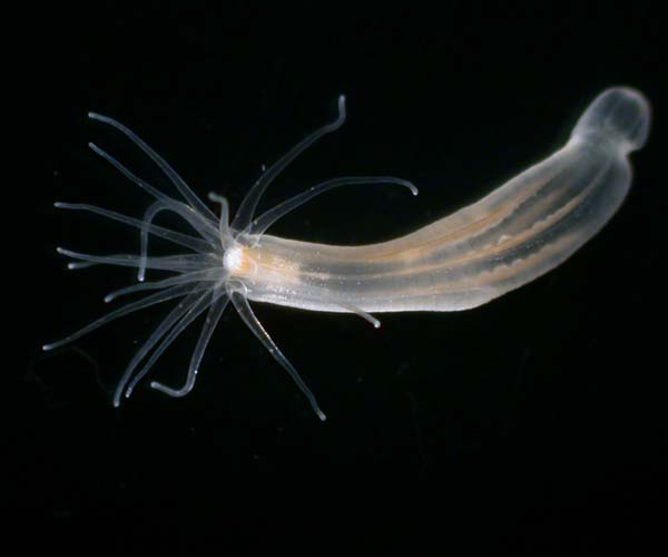 Nematostella vectensis (anemone) from saltmarsh near Baruch Field Station, SC