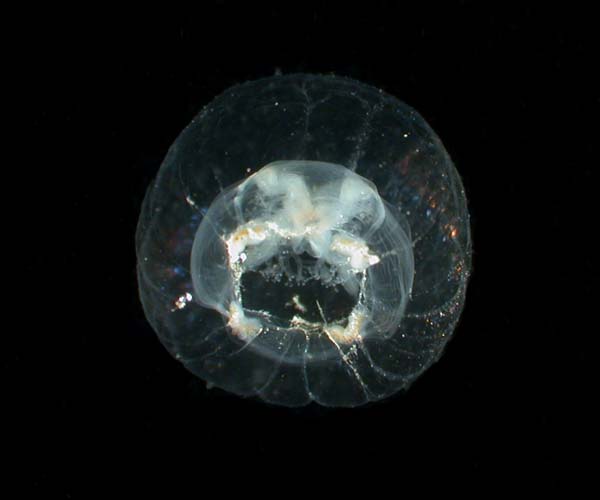 Nemopsis bachei  (hydrozoan) from intertidal creek, Sullivan's Island, SC