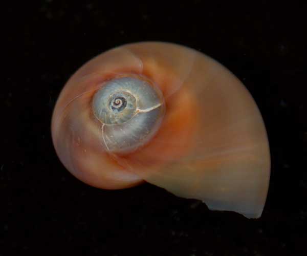 Neverita duplicata (moonsnail) collected from intertidal beach on Morris Island, SC