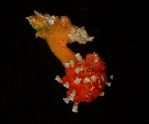 Nidalia occidentalis (soft coral) from  St. Augustine Scarp, OE 2004 ETTA cruise