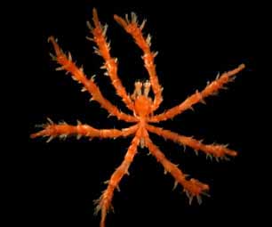 Nymphopsis duodorsospinosa (sea spider)