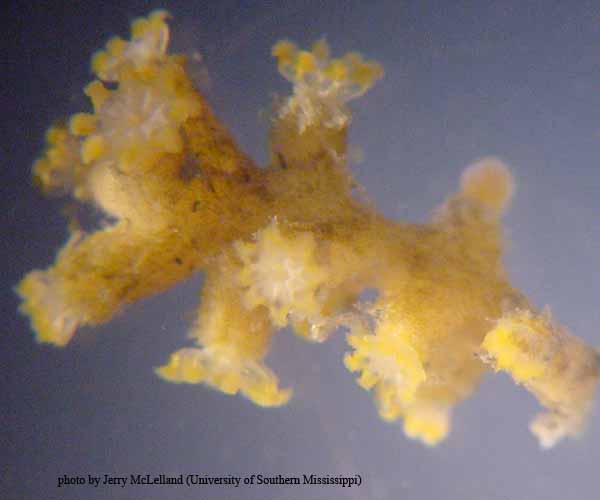 Octocoral from offshore South Carolina shelf edge, 2003 Ocean Explorer cruise (photo by Jerry McLelland) 