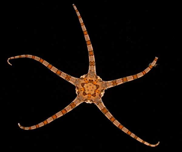 Ophiolepis elegans (brittlestar) from offshore Georgia, OE 2004 ETTA cruise