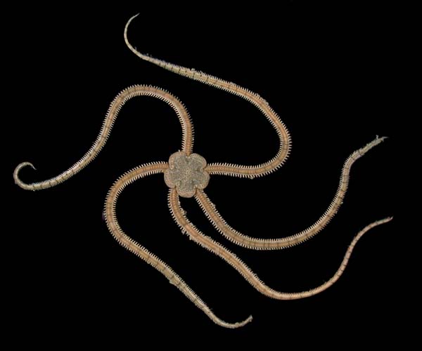 Ophiophragmus septus from intertidal Morris Island, SC