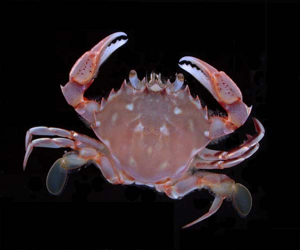 Ovalipes stephensoni (coarsehand lady crab), off Bull Island,  South Carolina