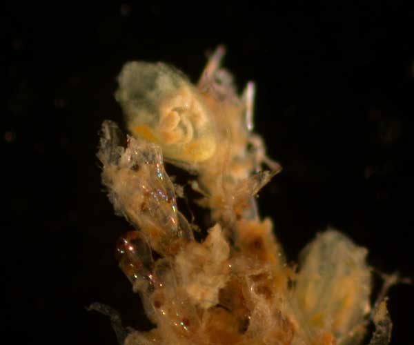 Perophora viridis (honeysuckle tunicate) from Folly Beach public oyster grounds, Charleston, SC