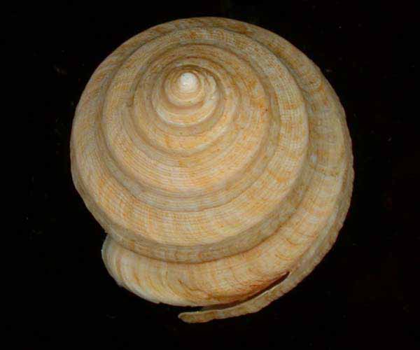 Perotrochus quoyanus insularis (slitshell) from Charleston Bump, 2003 Ocean Explorer Cruise