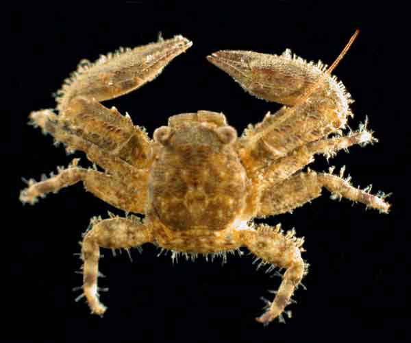 Petrolishes armatus (green porcelain crab) from Charleston Harbor, South Carolina