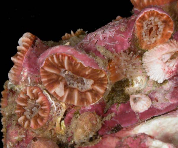 Phyllangia americana (hidden cup coral) from Gray's Reef National Marine Sanctuary