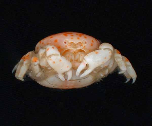 Pinnaxodes floridensis (polka dot pea crab) living in cloaca of sea cucumber, offshore South Carolina
