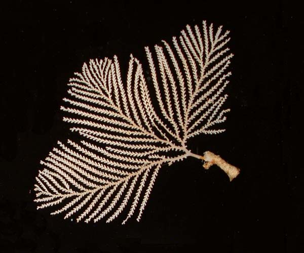 Primnoid octocoral (Plumarella sp.) from Charleston Bump, 2003 Ocean Explorer Cruise