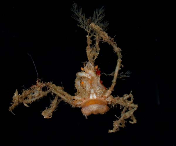 ventral view of gravid Podochela riisei (longfinger neck crab) from off North Inlet, Georgetown, South Carolina