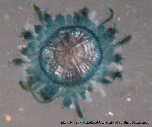 Porpita porpita (blue button) from Charleston Bump neuston, 2003 Ocean Explorer cruise (photo by Jerry McLelland)