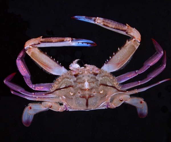 Portunis gibbesii (iridescent swimming crab), off Bull Island, SC