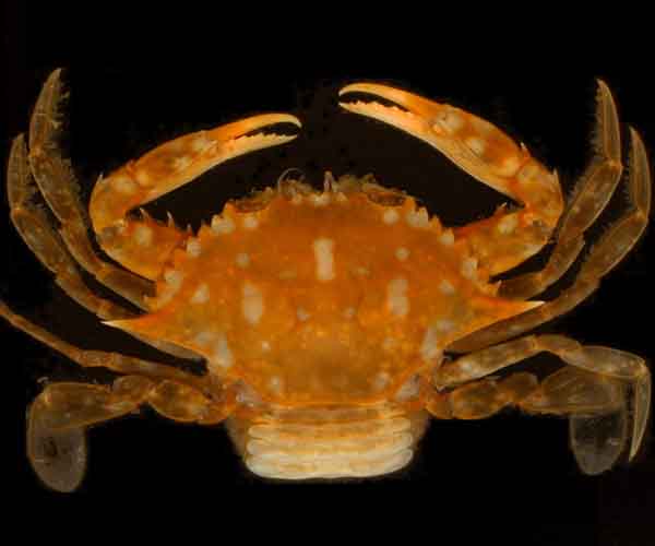 Portunus sayi (sargassum swimming crab) from offshore South Carolina (photo by Pearse Webster)