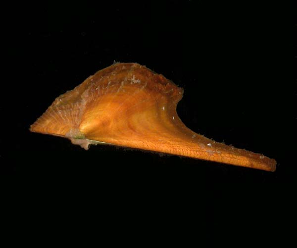 Pteria colymbus (Atlantic wing oyster) from off St. Catherine's Island, Georgia