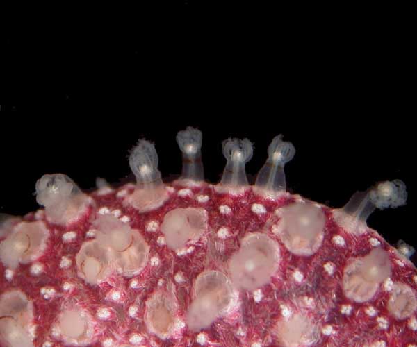 Close up of Renilla polyps