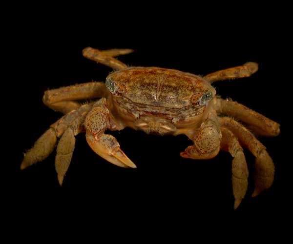 Sesarma reticulatum from Folly Island, SC