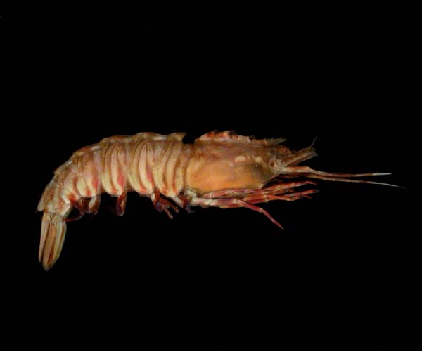 Sicyonia brevirostris (brown rock shrimp) from offshore Wassaw Island, GA