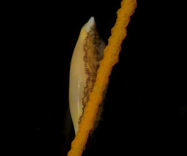Simnialena uniplicata (single-tooth simnia) feeding on Leptogorgia virgulata (sea whip), Sullivan's Island tidal creek, SC