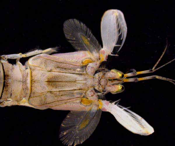 Squilla empusa (mantis shrimp) from Charleston Harbor, South Carolina