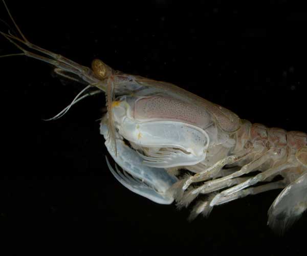 Stomatopod (mantis shrimp) from offshore South Carolina