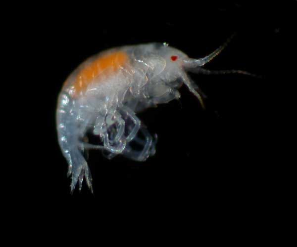 Stenothoe sp., amphipod from intertidal Charleston Harbor oyster bed, SC