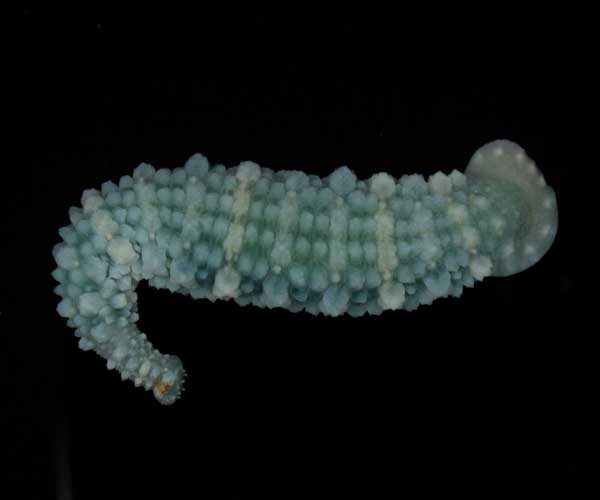 Stibarobdella macrothela (leech) removed from a sharpnosed shark, offshore South Carolina