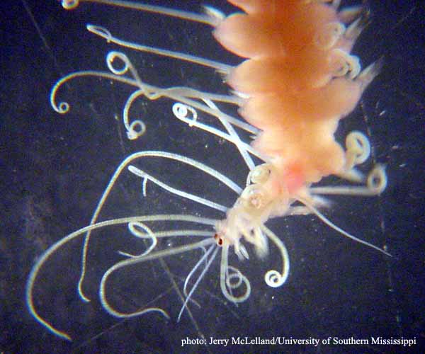 Syllid polychaete from Charleston Bump, 2003 Ocean Explorer cruise (photo by Jerry McLelland)