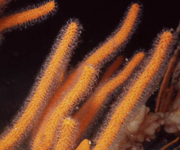 Titanideum frauenfeldii from Gray's Reef National Marine Sanctuary, showing polyps