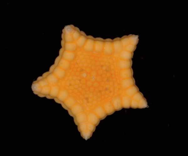 Sea star Tosia parva from Charleston Bump, 2003 Ocean Explorer cruise